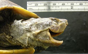 Media type: image; Herpetology R-46678